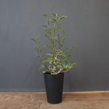 S.メリディオナリス（実生）1