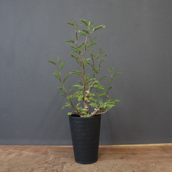 S.メリディオナリス（実生）1