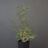 S.メリディオナリス（実生）1