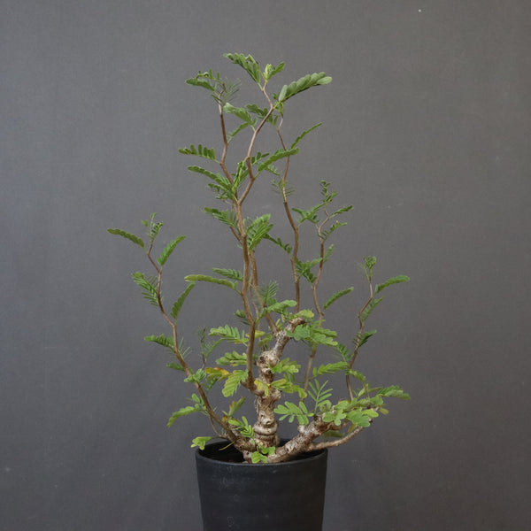 S.メリディオナリス（実生）1