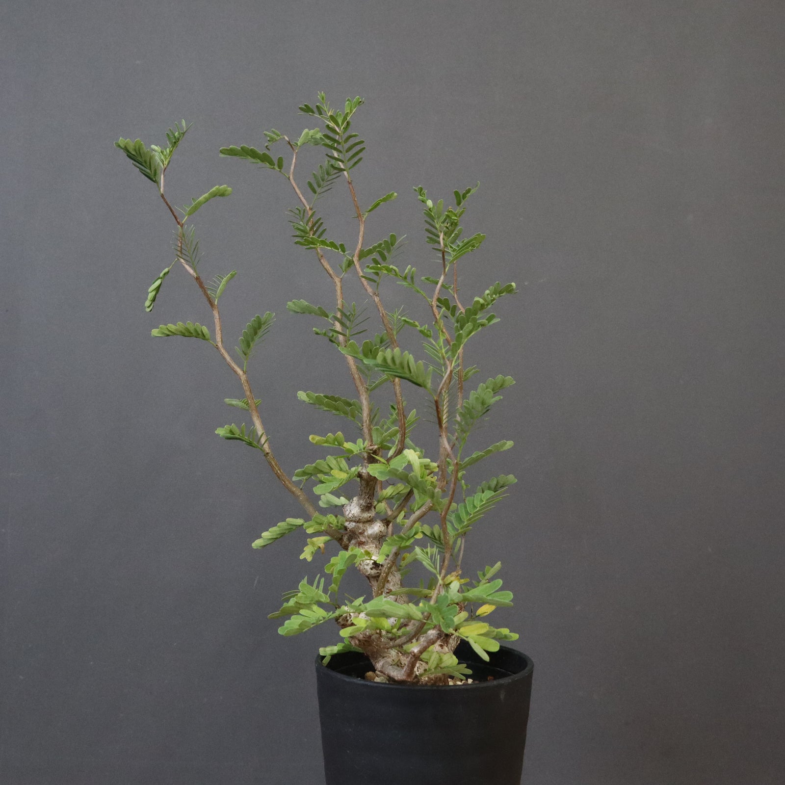 S.メリディオナリス（実生）1 – TaiShoDo ONLINE SHOP