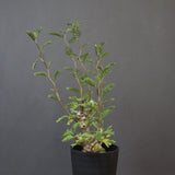 S.メリディオナリス（実生）1