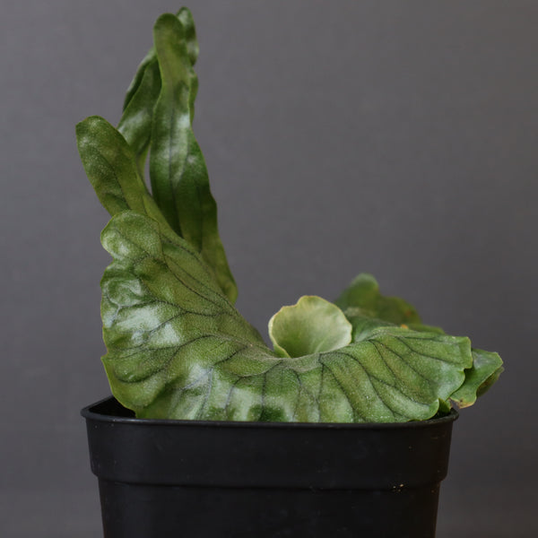 P.wandae dwarf   　EC898