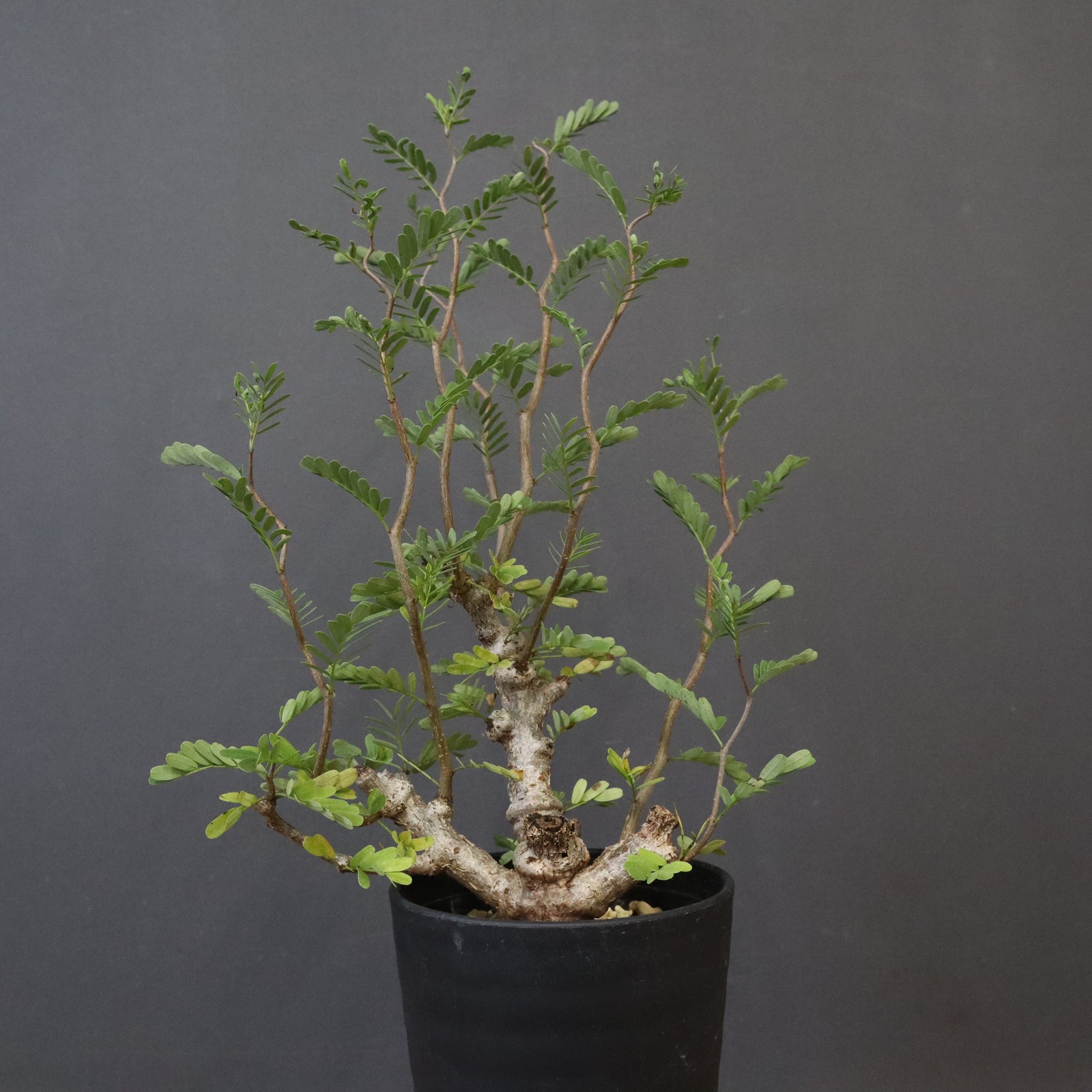 S.メリディオナリス（実生）1 – TaiShoDo ONLINE SHOP