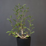 S.メリディオナリス（実生）1