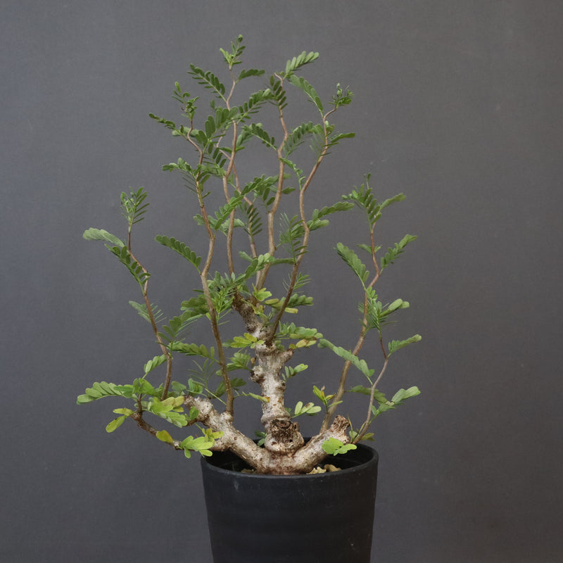 S.メリディオナリス（実生）1 – TaiShoDo ONLINE SHOP