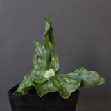 P.wandae dwarf   　EC898