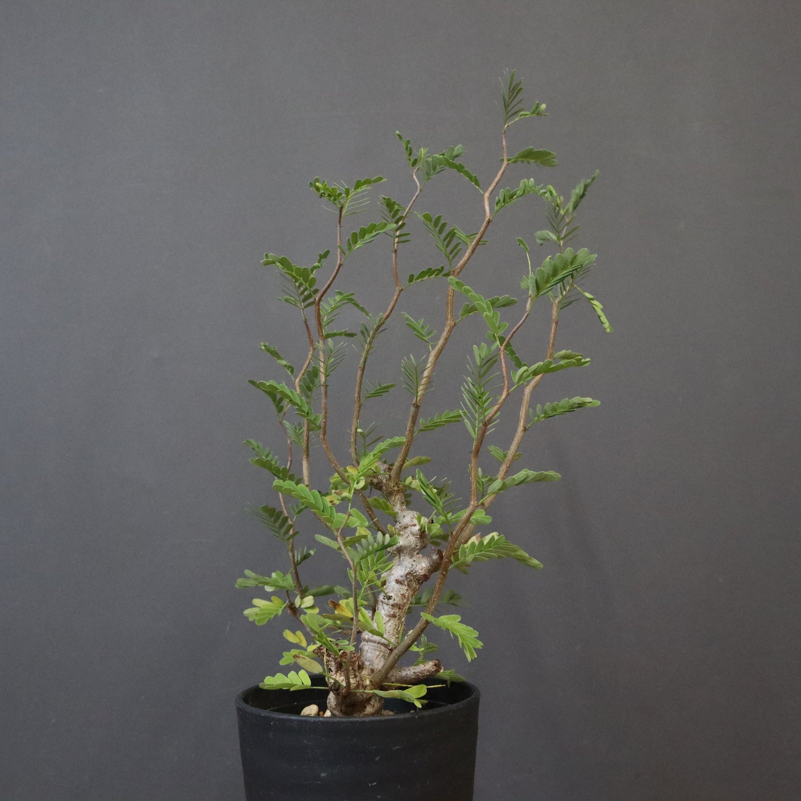 S.メリディオナリス（実生）1 – TaiShoDo ONLINE SHOP