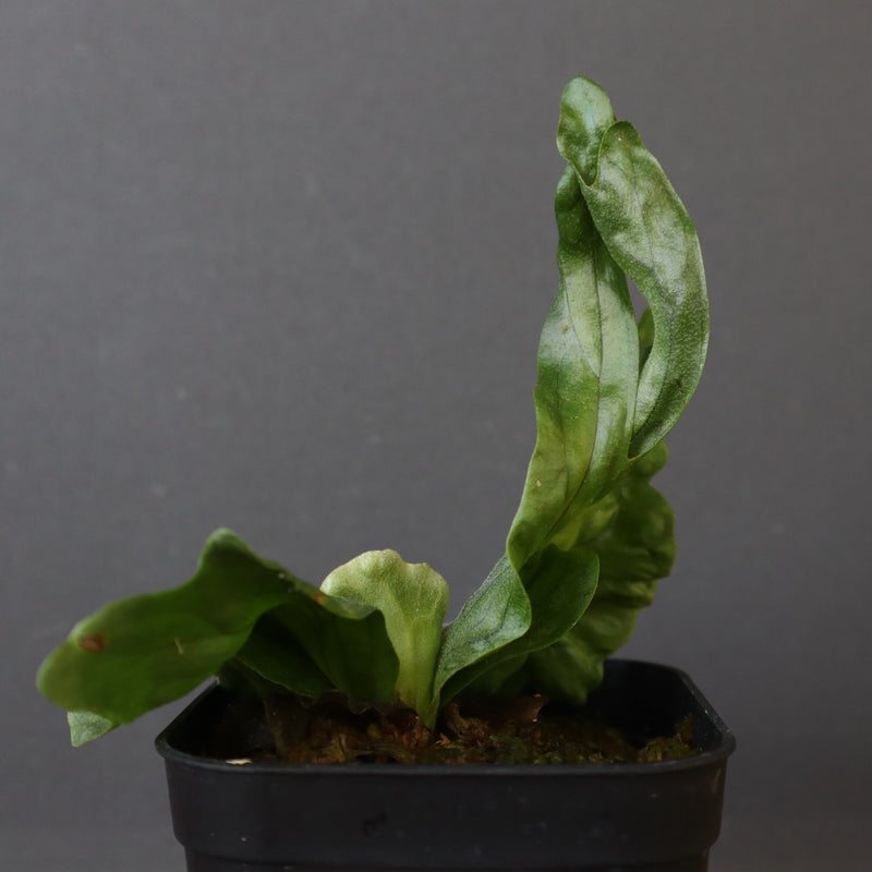 P.wandae dwarf   　EC898