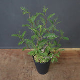 S.メリディオナリス（実生）1