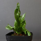 P.wandae dwarf   　EC898