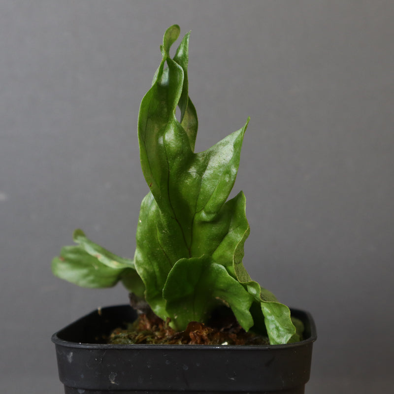P.wandae dwarf   　EC898