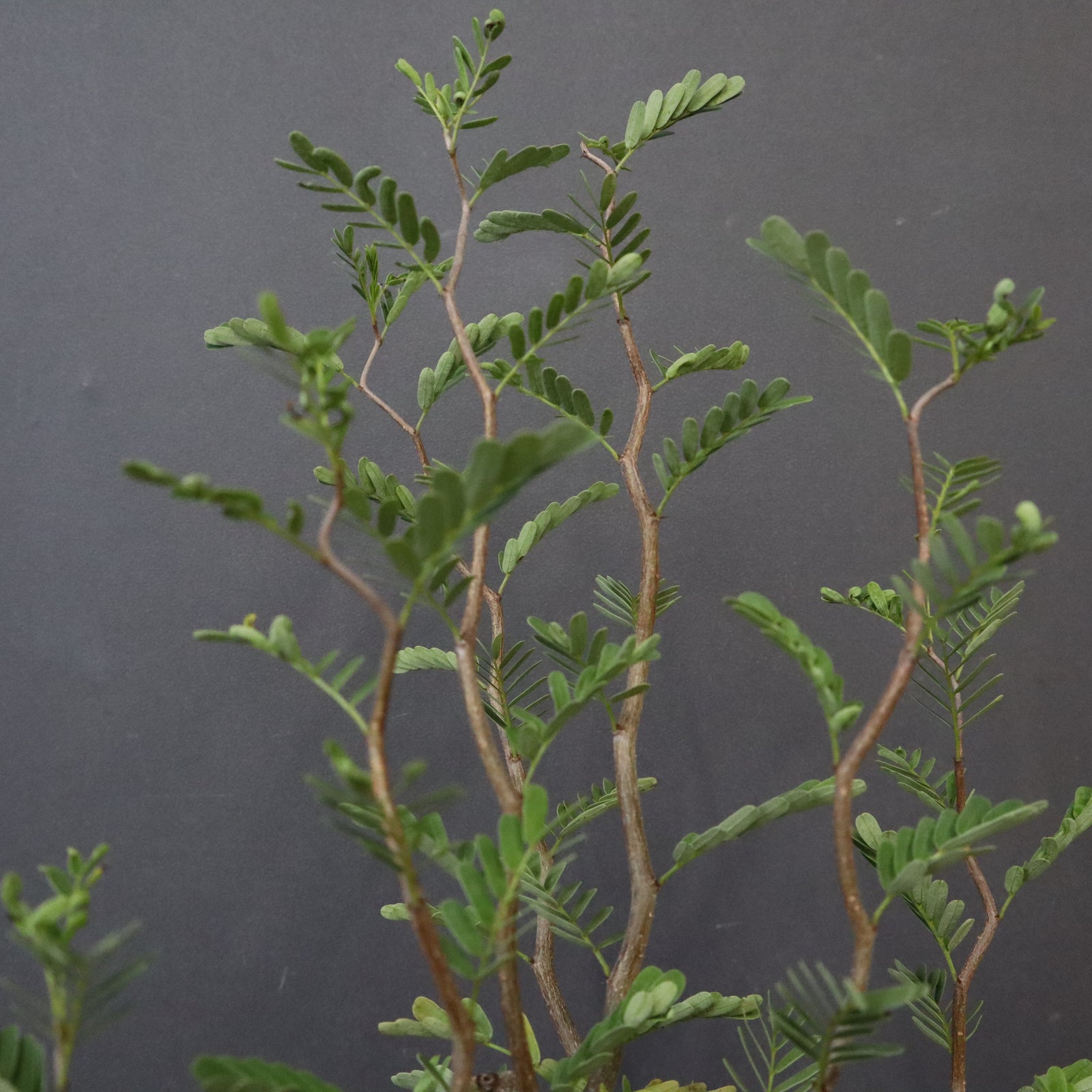 S.メリディオナリス（実生）1 – TaiShoDo ONLINE SHOP