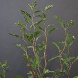 S.メリディオナリス（実生）1