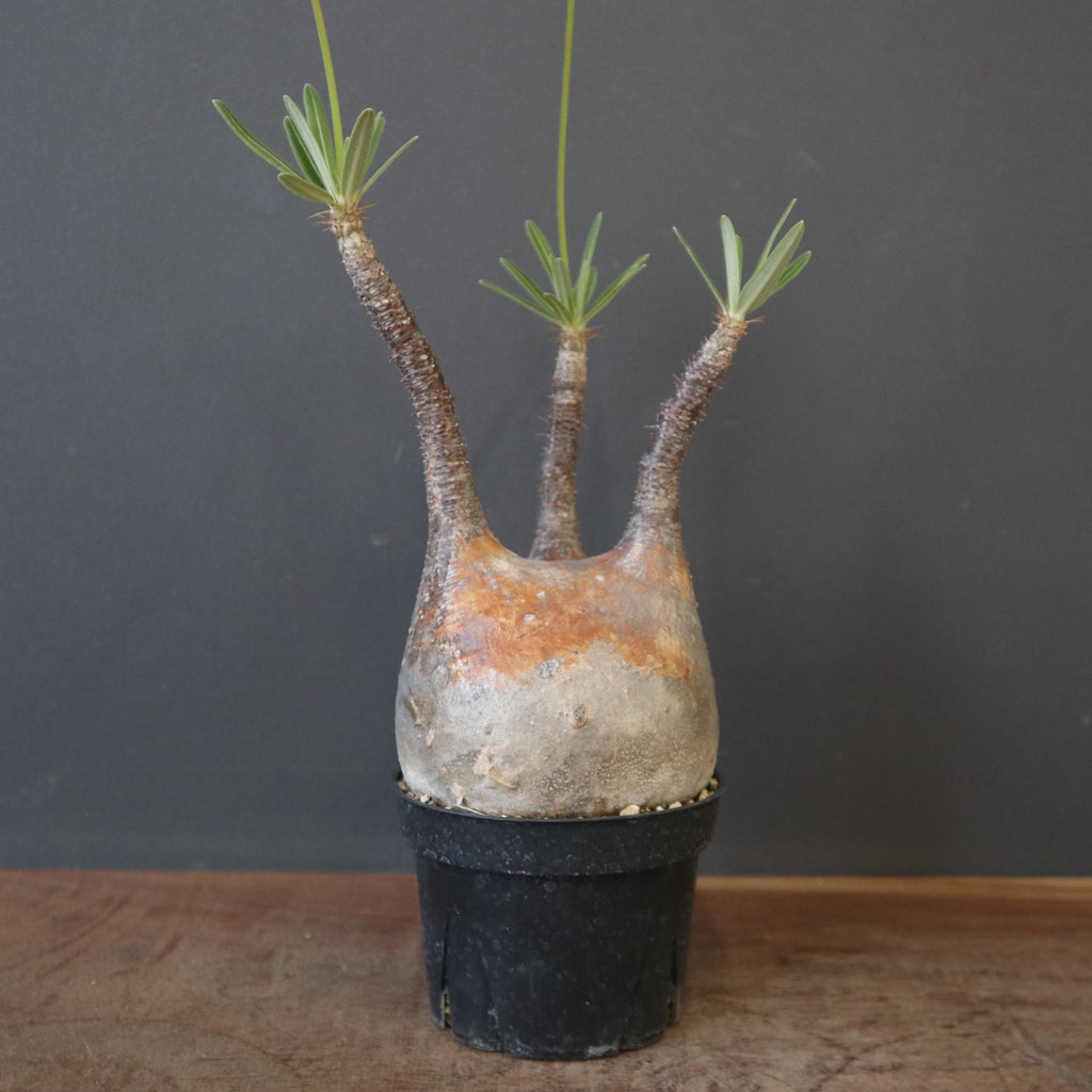 P.グラキリス 2147 – TaiShoDo ONLINE SHOP