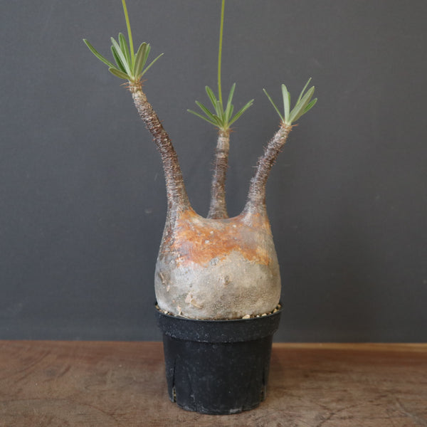P.グラキリス 2147 – TaiShoDo ONLINE SHOP P.グラキリス 2147 – TaiShoDo ONLINE SHOP