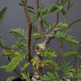 S.メリディオナリス（実生）1