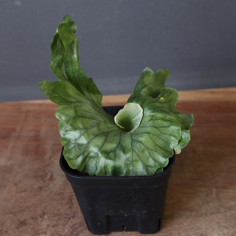 P.wandae dwarf   　EC898