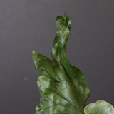 P.wandae dwarf   　EC898