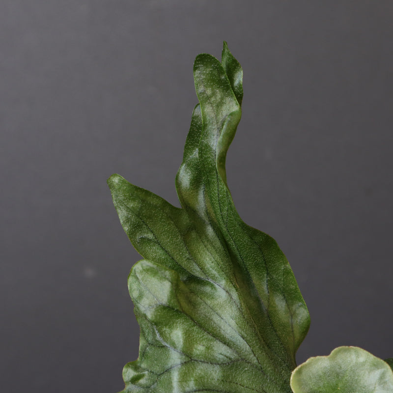 P.wandae dwarf   　EC898