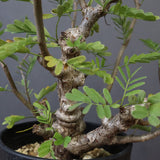 S.メリディオナリス（実生）1