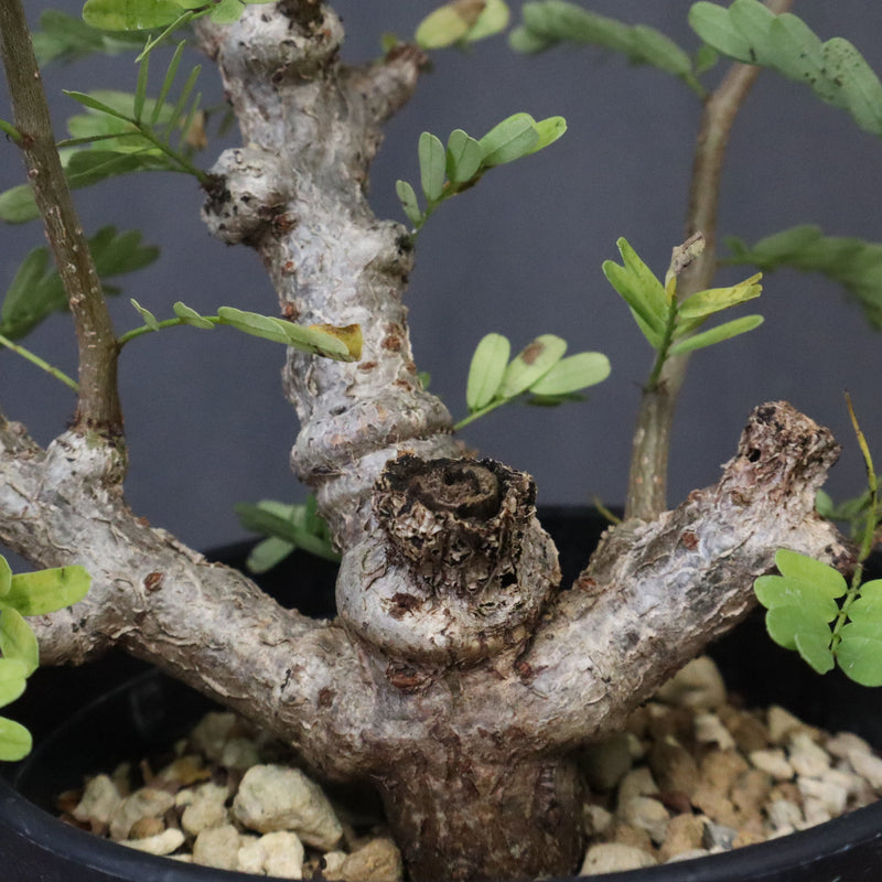 S.メリディオナリス（実生）1 – TaiShoDo ONLINE SHOP