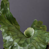 P.wandae dwarf   　EC898