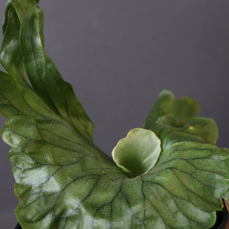 P.wandae dwarf   　EC898