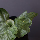 P.wandae dwarf   　EC898