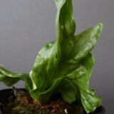 P.wandae dwarf   　EC898