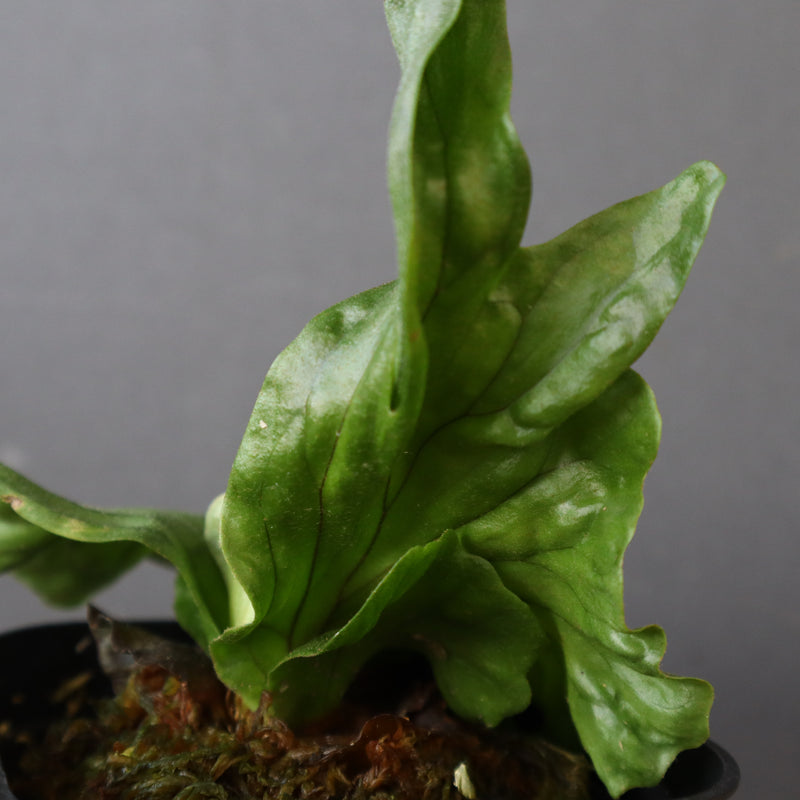 P.wandae dwarf   　EC898