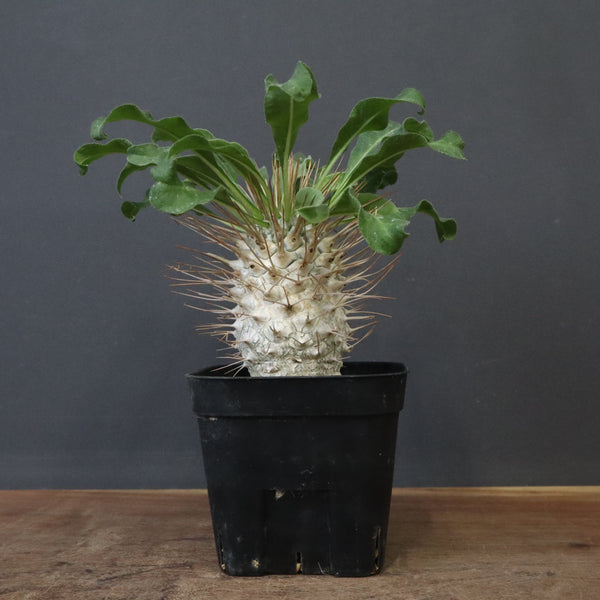 P.ナマクアナム 光堂（実生）15