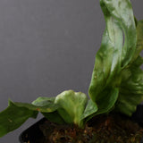 P.wandae dwarf   　EC898