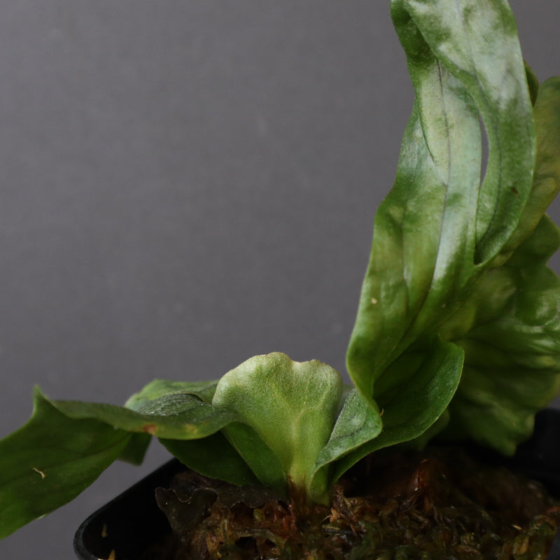 P.wandae dwarf   　EC898