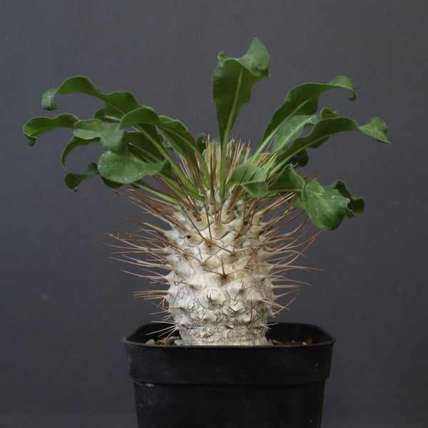 P.ナマクアナム 光堂（実生）15