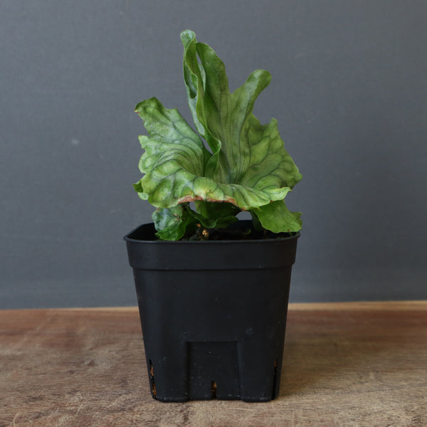P.wandae dwarf 　EC900