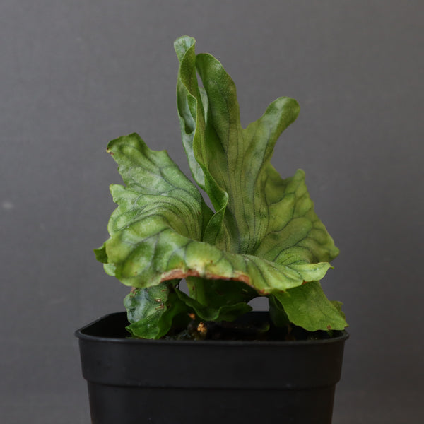 P.wandae dwarf 　EC900