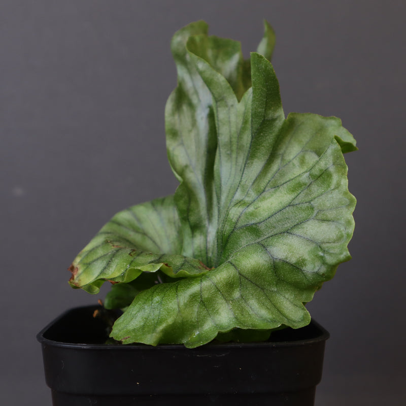 P.wandae dwarf 　EC900