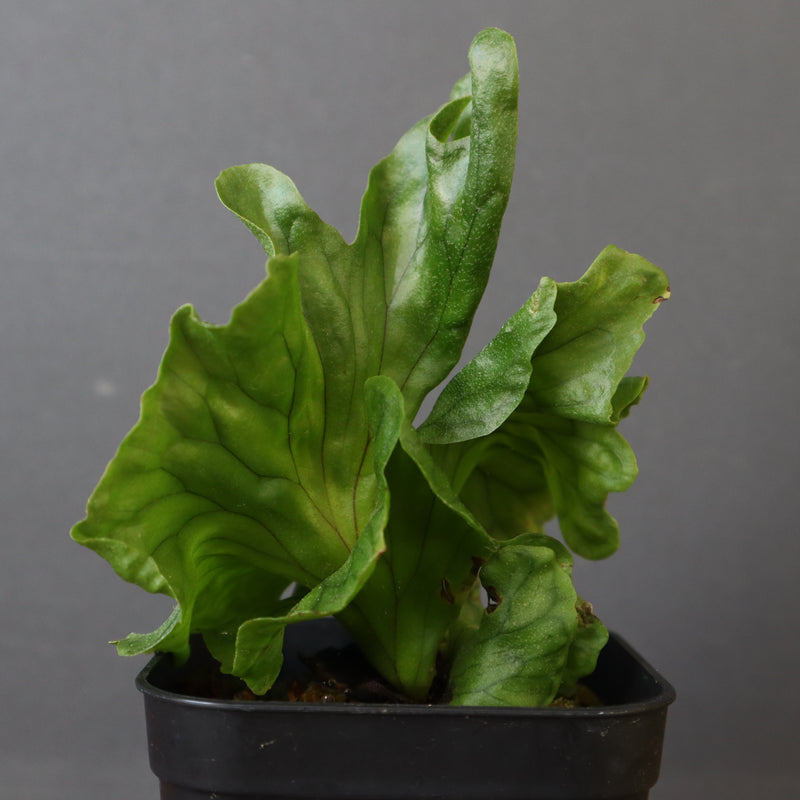 P.wandae dwarf 　EC900