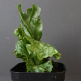P.wandae dwarf 　EC900