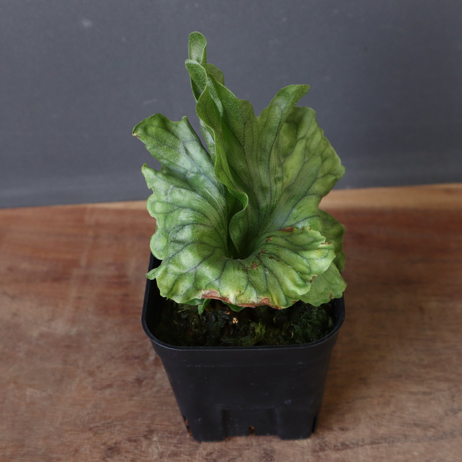 P.wandae dwarf EC900 – TaiShoDo ONLINE SHOP