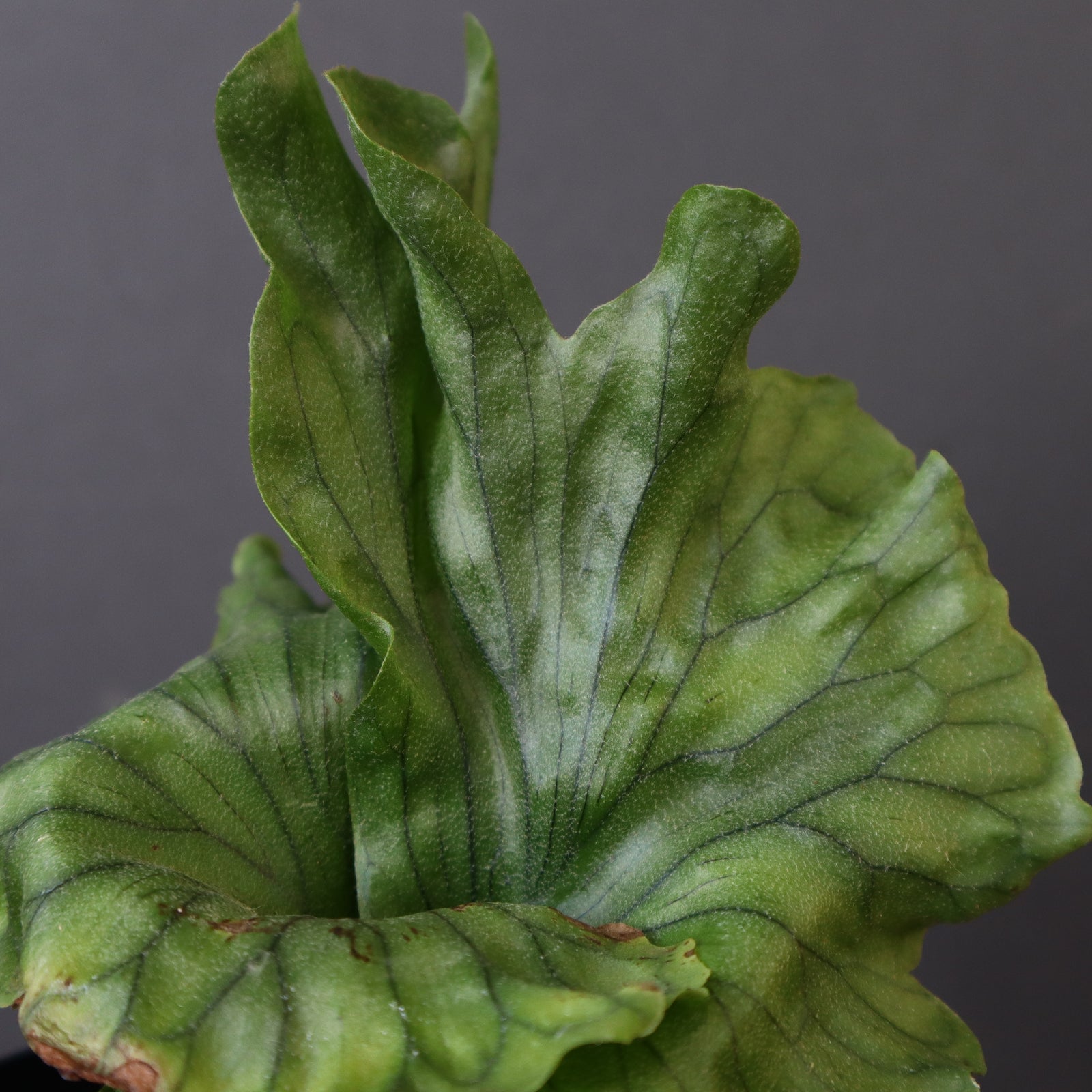 ビカクシダ ワンダエ【P. wandae 】 P.wandae dwarf EC899 – TaiShoDo ONLINE SHOP