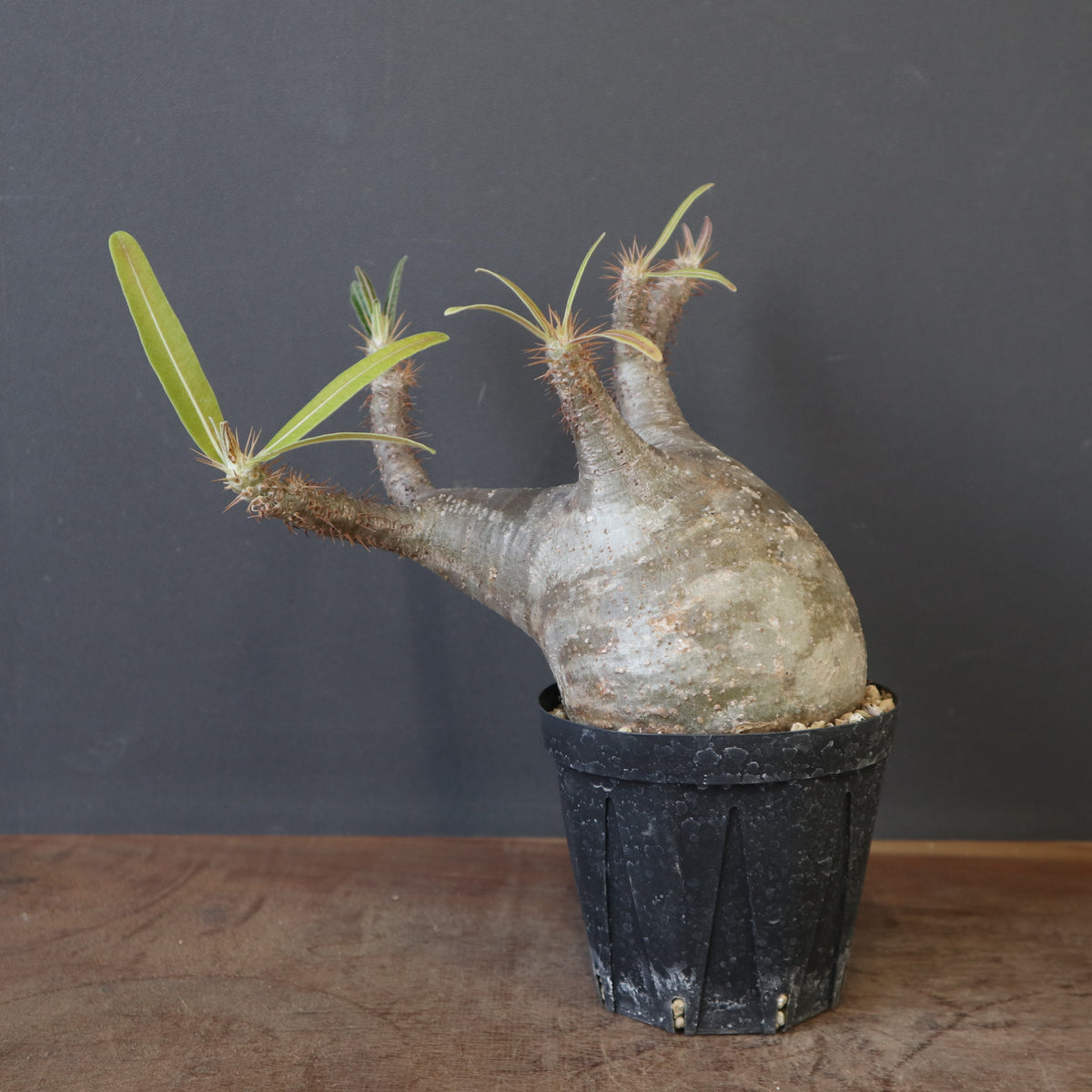 塊根植物 – 7ページ目 – TaiShoDo ONLINE SHOP