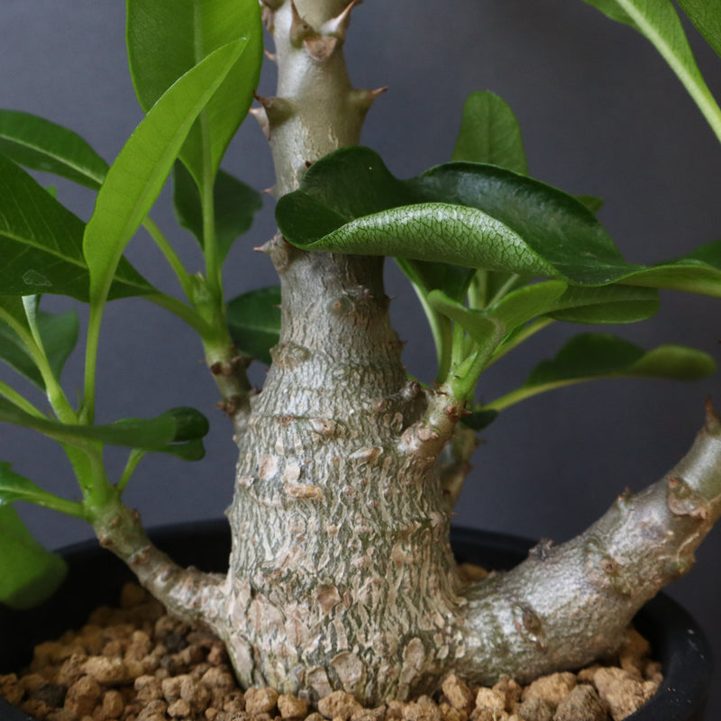 ウィンゾリー実生 パキポディウム・ウィンゾリー実生記録②(Pachypodium Windsorii