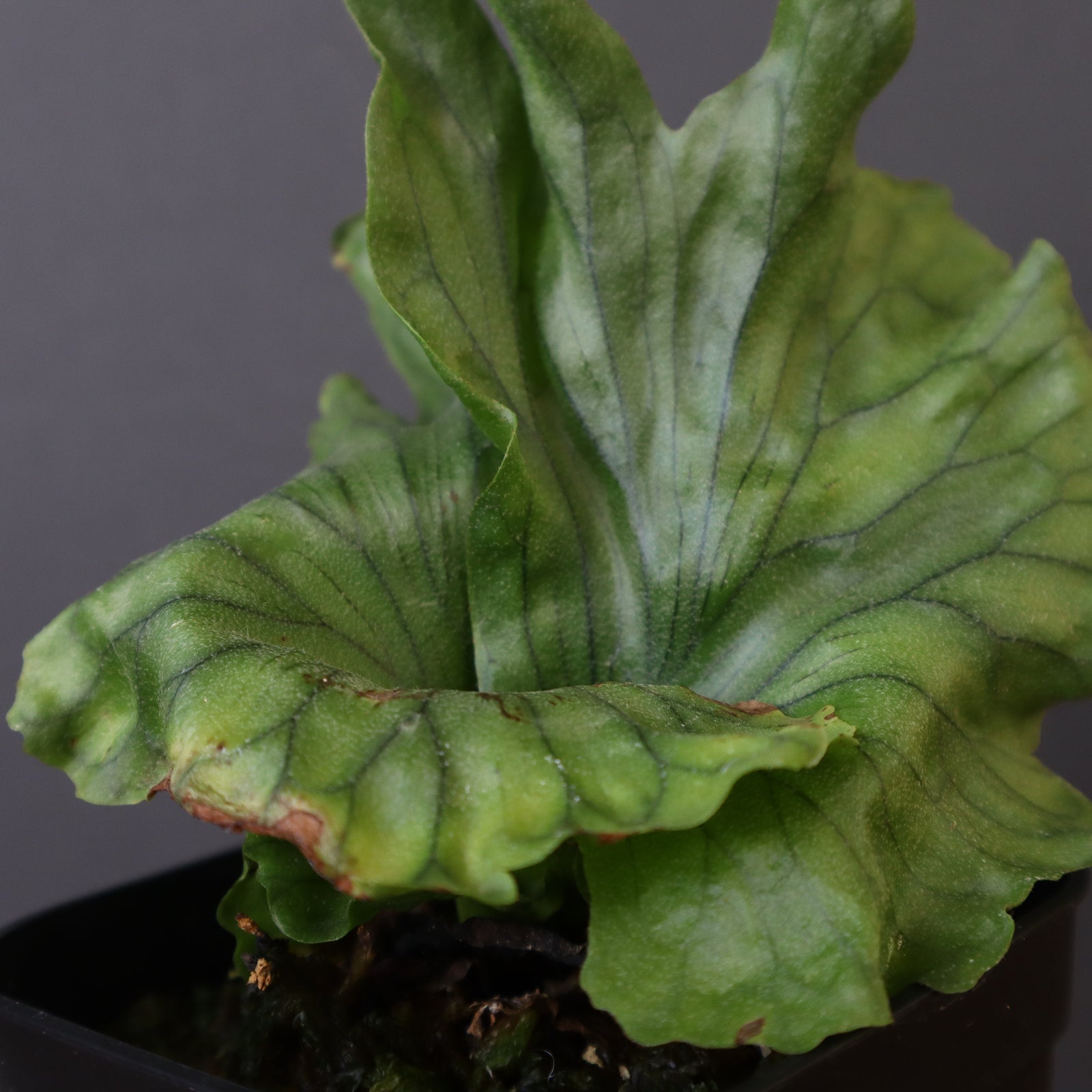 P.wandae dwarf EC900 – TaiShoDo ONLINE SHOP