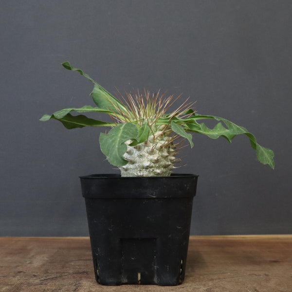 P.ナマクアナム 光堂（実生）9