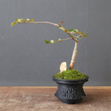 【Plants Greed】コミフォラ　EC3376