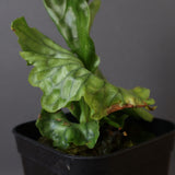 P.wandae dwarf 　EC900