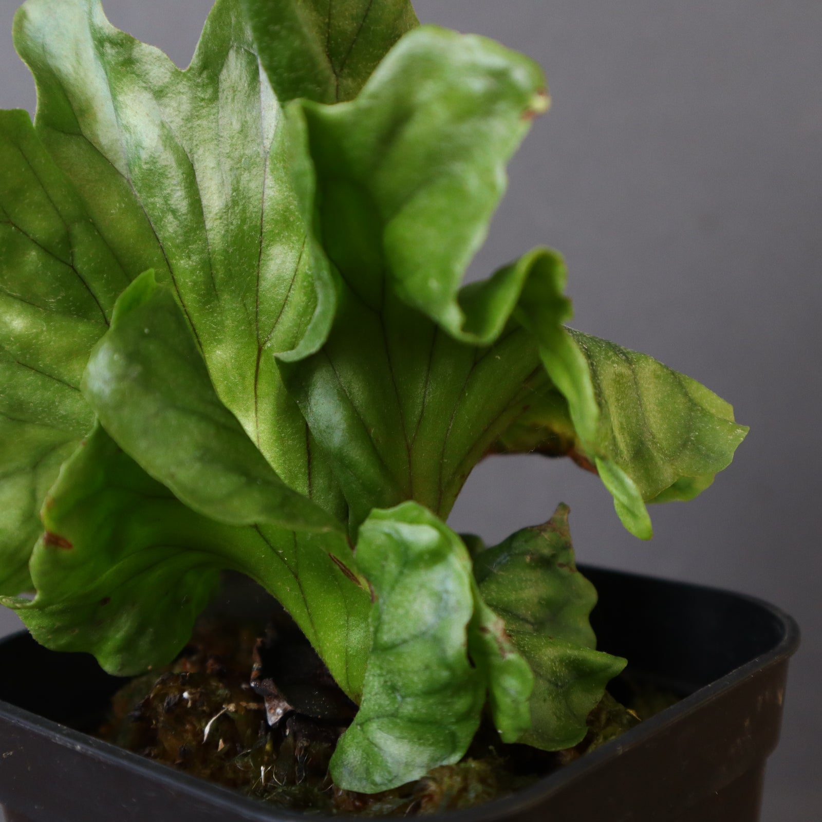 P.wandae dwarf EC900 – TaiShoDo ONLINE SHOP