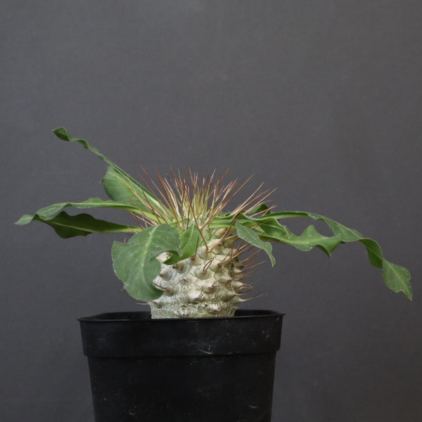 P.ナマクアナム 光堂（実生）9